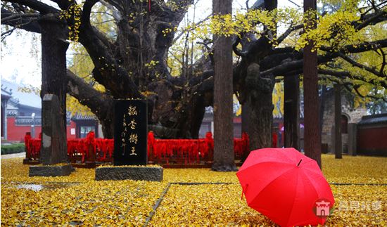 煙雨浮來，醉美銀杏 （大眾網(wǎng)記者 張希嘉 攝）