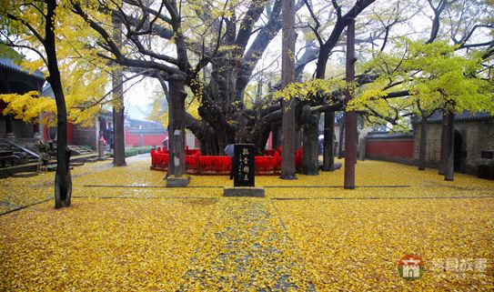 葉落鋪滿定林寺，猶如黃金地毯 （大眾網(wǎng)記者 張希嘉 攝）