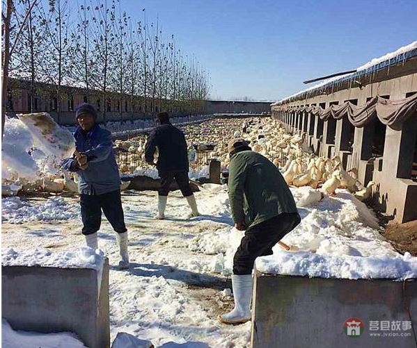 莒縣大雪鴨場損失300萬，天災(zāi)人禍誰來償