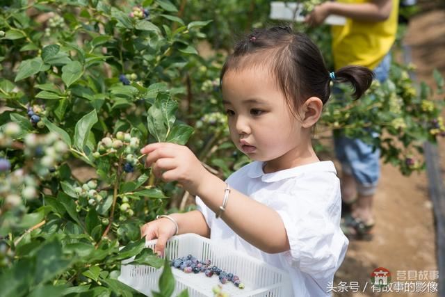 莒縣龍山隆海園藍(lán)莓采摘開園啦！